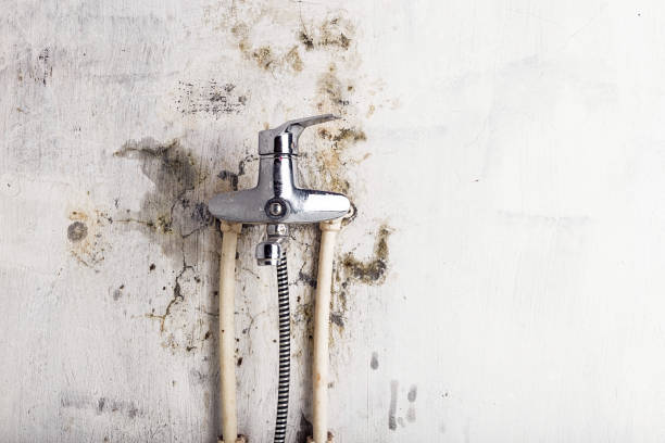 Best White Mold Remediation in Kenton, OH