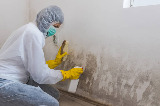 Best Basement Mold Remediation in Kenton, OH