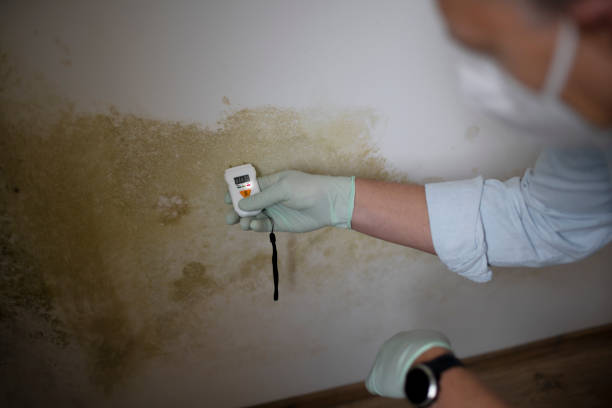 Best Residential Mold Remediation in Kenton, OH
