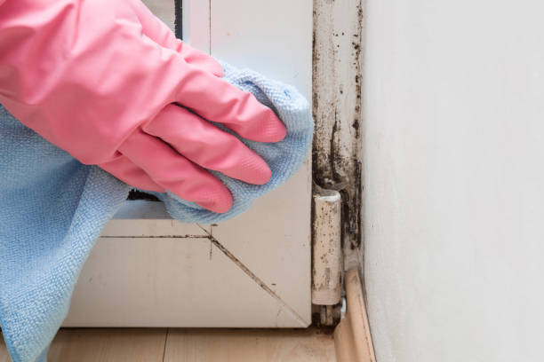 Professional Mold Remediation in Kenton, OH